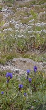 白根山　高山植物